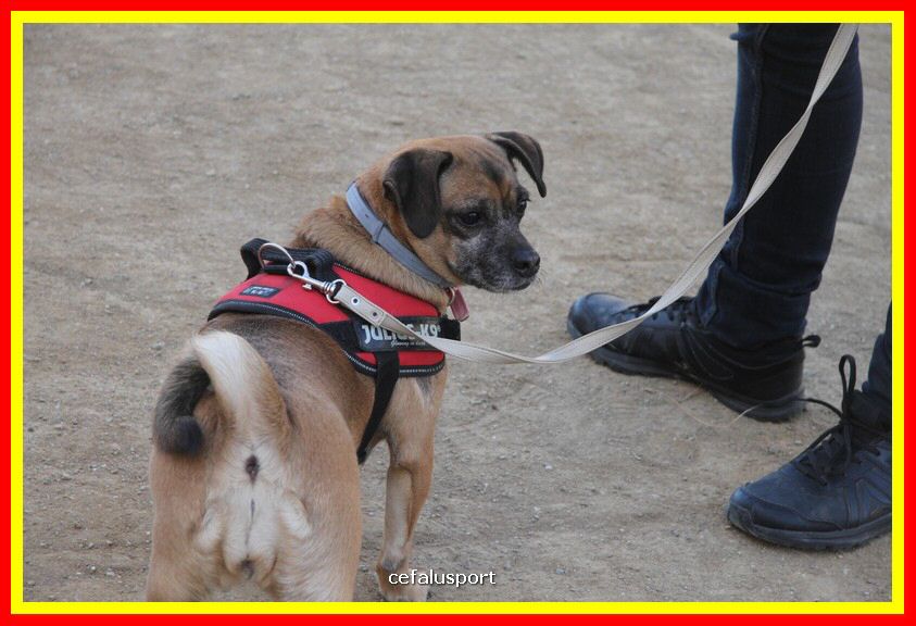 180311 mostra_canina 035.jpg